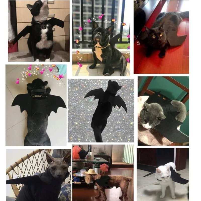 Adjustable Bat Pet Collar for Cats & Small Dogs Halloween Costume Accessory