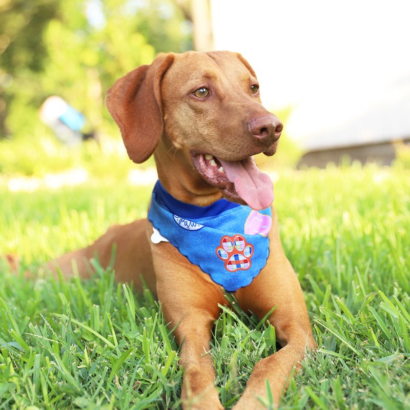 Pet Bandana for Dogs - Small/Extra Small, Pack of Patches