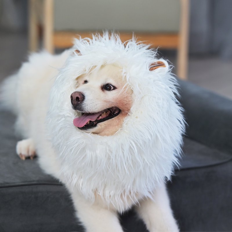 Lion Mane Wig for Dogs - Funny Pet Costume for Medium to Large Dogs - White, Size M