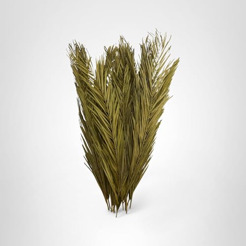 Deco 79 Dried Plant Palm Leaf Home Decor Natural Foliage Natural Dried Foliage with Feather Inspired Stems, Foliage for Decoration 4" x 1" x 43", Green