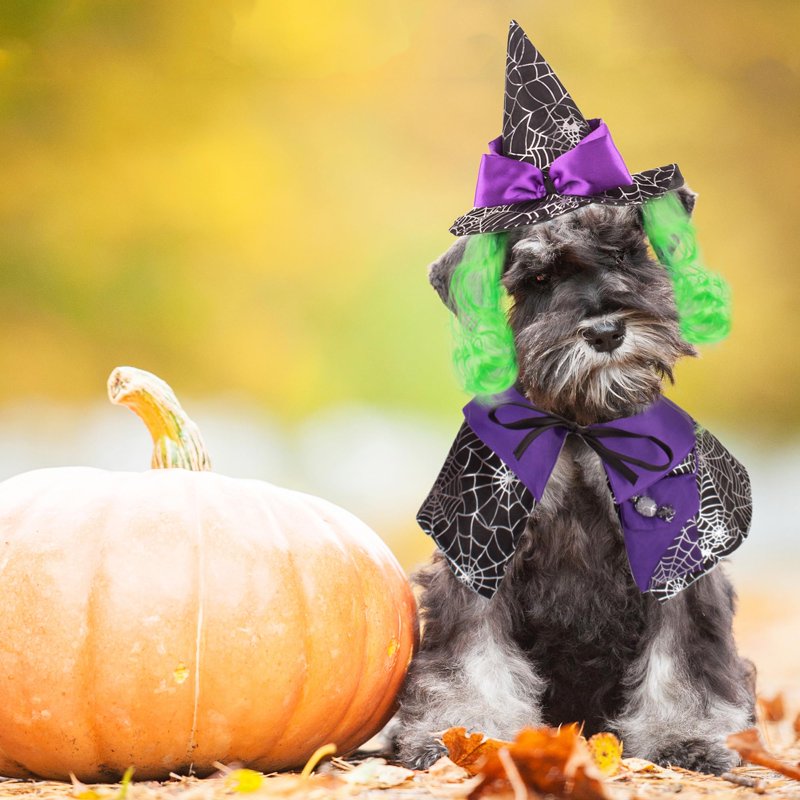 Pet Halloween Costume Witch Cloak & Hat Set for Cats & Dogs - Size L