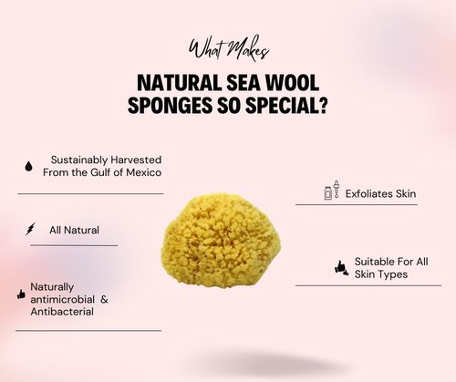Sea Wool Sponge 5-6" (Large) by Bath & Shower Express ® Natural Renewable Resource, Esponja for Exfoliating and Washing Body