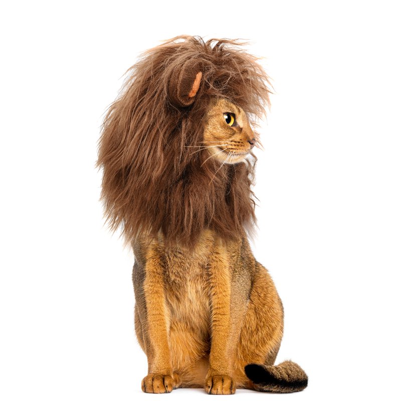 Lion Mane Wig for Cats - Coffee Brown, Size S, Pet Halloween Costume Accessory