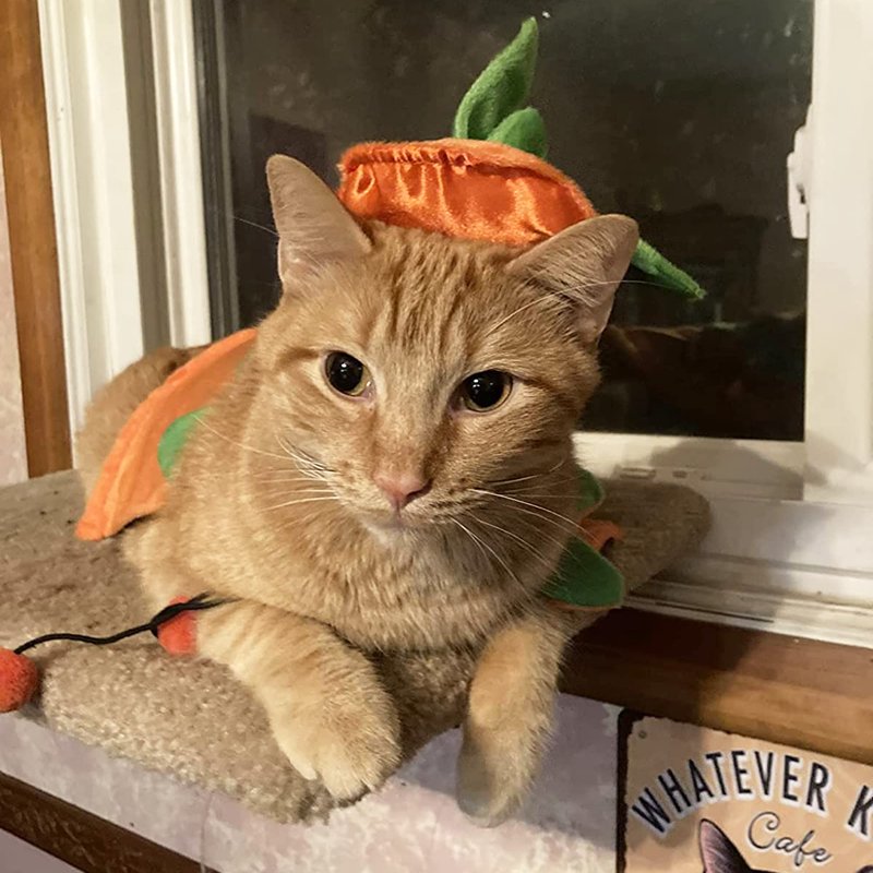 Pet Halloween Costume Pumpkin Cloak & Hat Set - Adjustable for Cats & Kittens - S (Neck 12-17 In)
