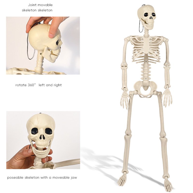 Poseable Plastic Skeleton Model - 35.43in Halloween Decor for Indoor & Outdoor Use