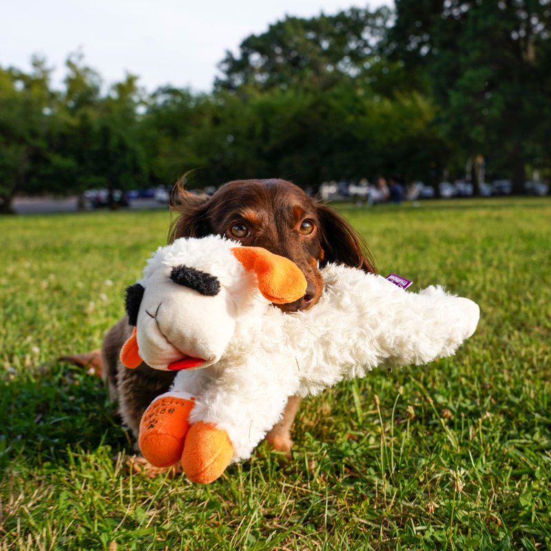 Multipet Lamb Chop Pupkin Spice Latte Dog Toy - Pumpkin Scented Plush Interactive Squeaker Medium Dog Toy