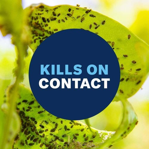 BioAdvanced Houseplant Insect & Mite Control - 24 oz Ready-to-Use Spray for Fungal Disease & Fungus Gnats