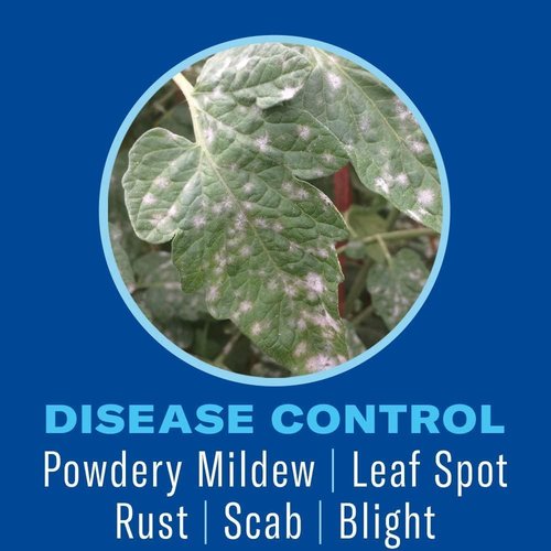 BioAdvanced Houseplant Insect & Mite Control - 24 oz Ready-to-Use Spray for Fungal Disease & Fungus Gnats