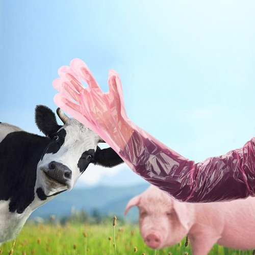 Barafat 50 Pieces Disposable Field Dressing Gloves, Veterinary Insemination Rectal Long Gloves, Extra Long Sleeve Full Arm Glove, Cow Deer Palpation Gutting (Red)