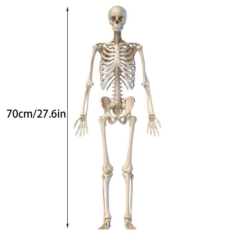 Halloween Skeleton Prop Full Size Human Skull Hand Body Decor for Halloween