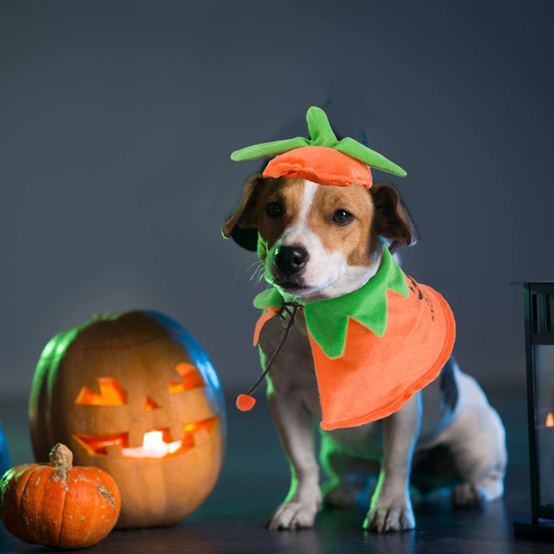 Pet Halloween Costume Pumpkin Cloak & Hat Set - Adjustable for Cats & Kittens - S (Neck 12-17 In)