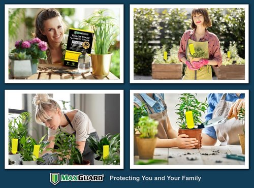 MAXGUARD Yellow Sticky Insect Traps (30 Pack) - Effectively Catch Fungus Gnats, Mosquitos & More