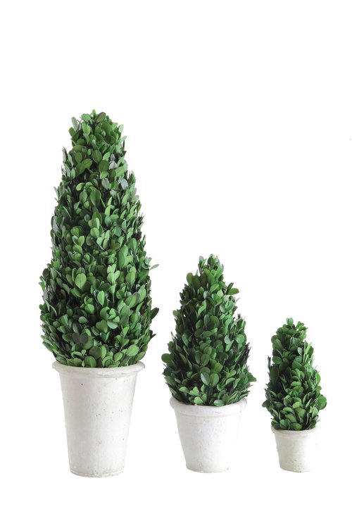 Creative Co-Op Boxwood Topiary in Clay Pot