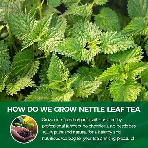 WOTIHA Premium Natural Nettle Leaf Tea Bags, 60 Count – 100% Pure Herbal Tea,Supports Kidney & Joint Health Caffeine-Free, Non-GMO, Additive-Free, Gluten-Free