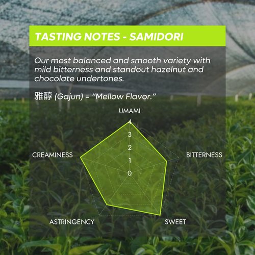 Chazoku Samidori Matcha Green Tea Powder - Ceremonial Grade, First Harvest - 35g Tin | Authentic Japanese Blend