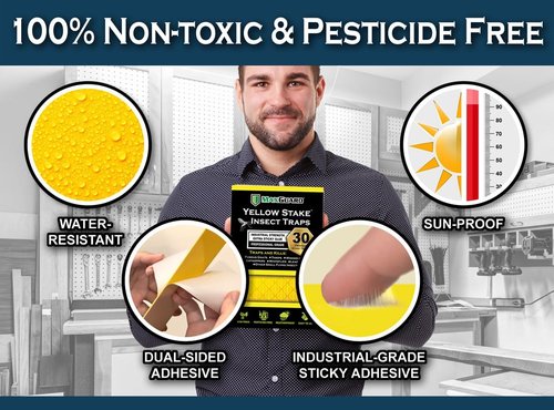 MAXGUARD Yellow Sticky Insect Traps (30 Pack) - Effectively Catch Fungus Gnats, Mosquitos & More