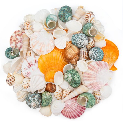 QEQEKAKA Sea Shells for Crafts - About 12 Kinds Beach Natural Mixed Seashells (0.4"-2") with Conch Shells | Fish Tank Decorations, Beach Party Supplies, Vase Fillers, Ocean Theme Home Wedding Decor