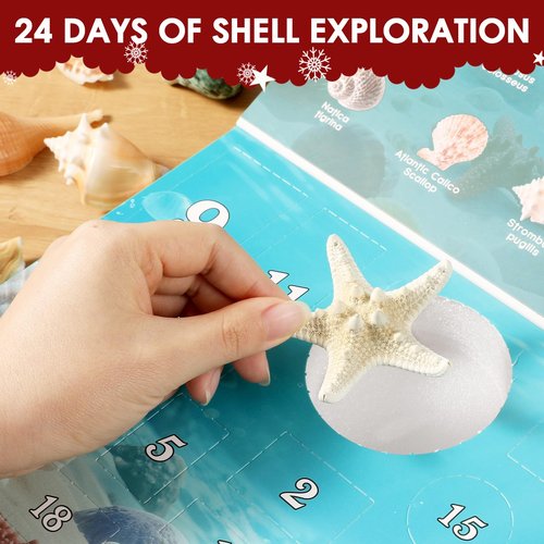 Advent Calendar 2025 for Kids - 24 Days Christmas Countdown Calendar with Seashells, Starfish and Conchs - Educational Toy Marine Science Gift Set for Children Girls Boys