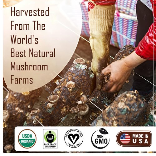 La Republica Organic Mushroom Coffee Ground 2-Pack (120 servings) made w/Shade Grown Arabica Coffee Beans, Lion's Mane, Reishi, Chaga, Cordyceps, Turkey Tail & More I USDA Non-GMO Fairtrade Low Acid