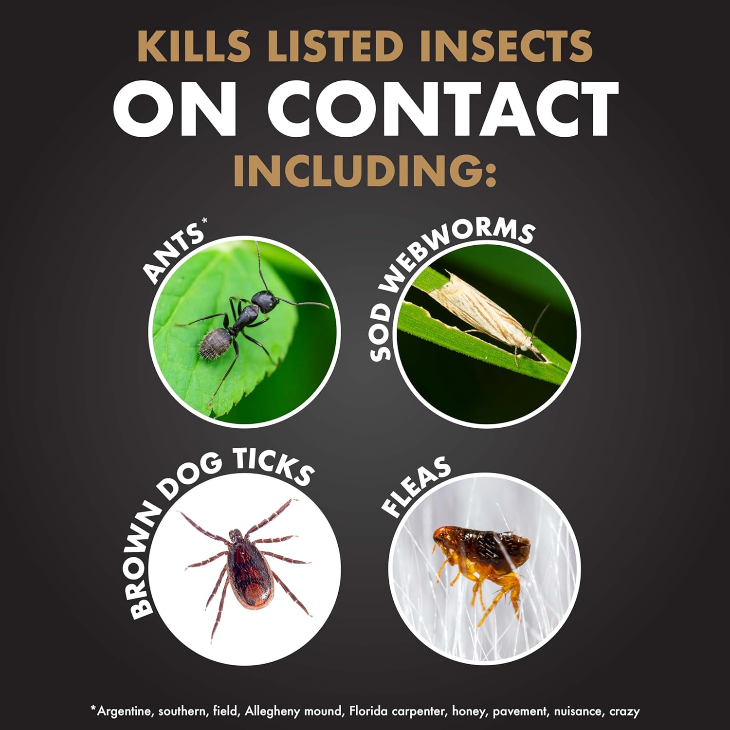 Spectracide Immunox Fungus Plus Insect Control - Dual Action Hose-End Concentrate, 32 Oz, 6 Pack