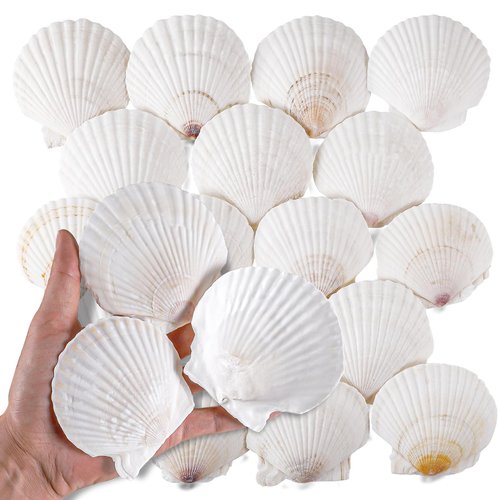 30 PCS 3 Inch Natural White Scallop Shells Sea Shells for DIY Craft Home Décor