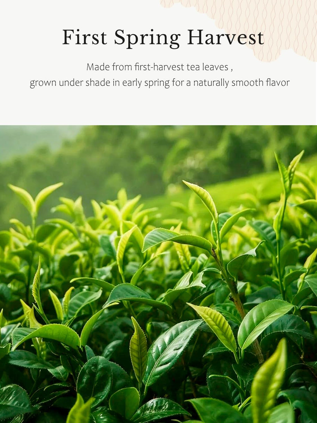 YUZUKI Matcha Powder - Ceremonial Grade Green Tea - First Harvest, Zero Sugar, 100g | USDA & JAS Certified