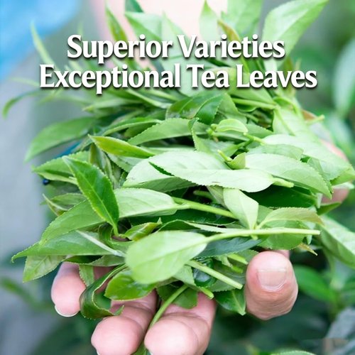 NASLAPH Alishan Oolong Tea, Taiwan High Mountain Oolong Tea with Distinctive Aroma, Formosa Chinese Gaoshan Ulong Tea, Traditional Craftsmanship 阿里山茶 台湾高山茶 中国茶 茶 乌龙茶 8.82 Oz