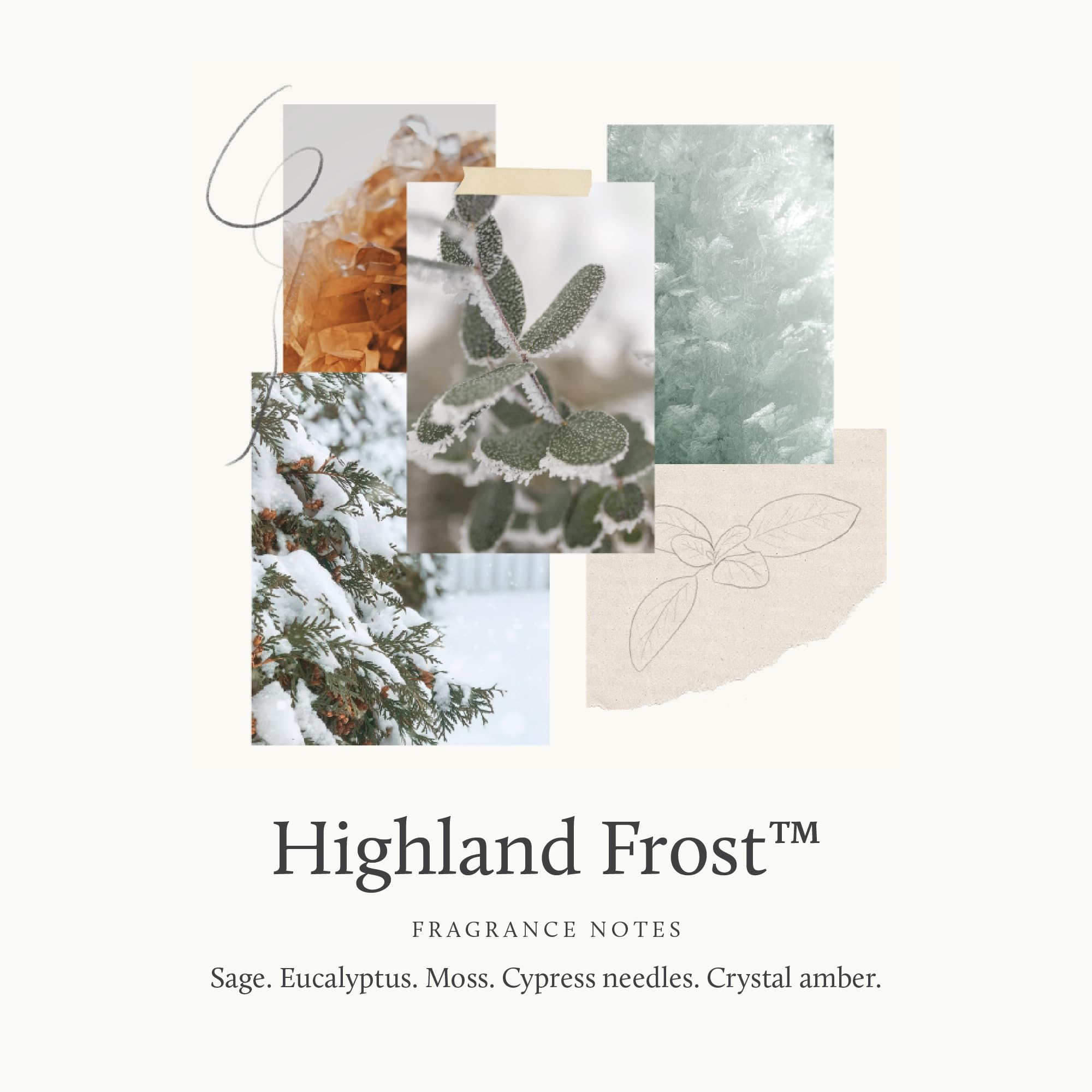 Thymes Highland Frost Large 3 Wick Candle - Scented Candles with Crisp Notes of Sage, Eucalyptus, & Cypress Needles - Luxury Home Fragrance Gifts for Women & Men - Sage-Green (18 oz)