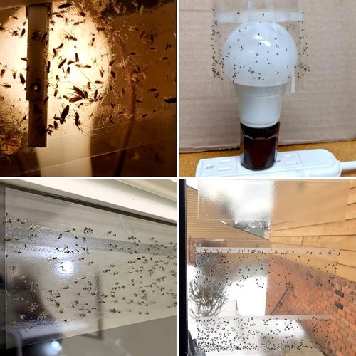 35XL Pack Window Fly Trap - Effective Indoor Fruit Fly Traps with Clear Sticky Strips