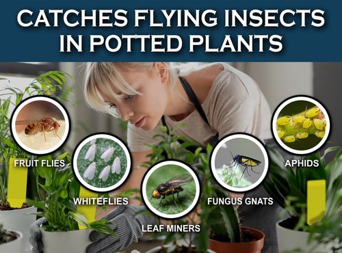 MAXGUARD Yellow Sticky Insect Traps (30 Pack) - Effectively Catch Fungus Gnats, Mosquitos & More