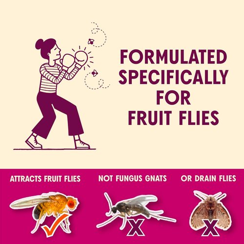 Aunt Fannie's FlyPunch Fruit Fly Trap - Safe Plant-Based Indoor Solution | Lasts Up to 30 Days