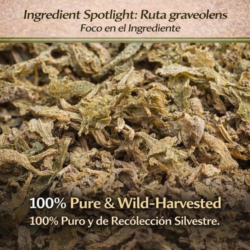 Ruda Seca Herbal Tea (4 oz) – 100% Natural Rue Dried Herbs (Ruta graveolens) – Traditional Botanical Infusion – Wildcrafted Loose Leaf – Caffeine-Free, Vegan, Non-GMO – Authentic by BEXPERTSUSA