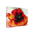 Wrapped Canvas Wall Art - Georgia O'Keefe 'Poppy' Wall Art for Living Room, Bedroom, or Office Décor - 24x32