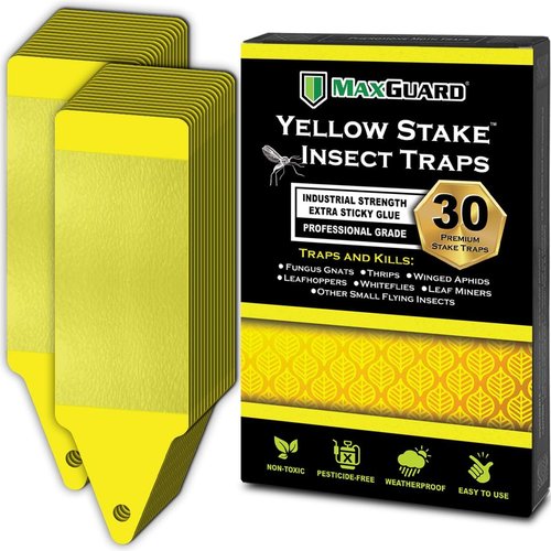 MAXGUARD Yellow Sticky Insect Traps (30 Pack) - Effectively Catch Fungus Gnats, Mosquitos & More