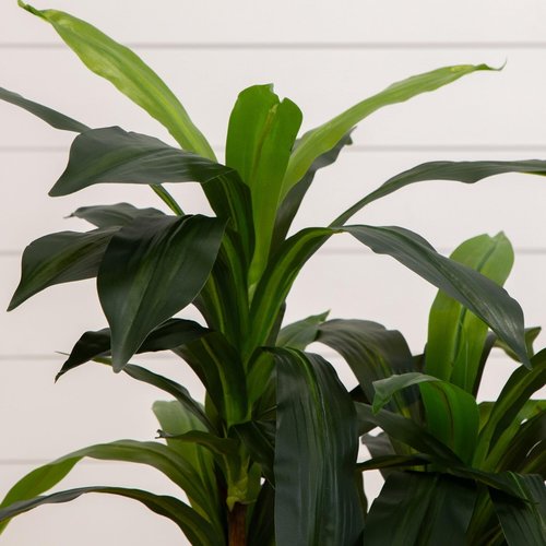 Nearly Natural 48in Artificial Dracaena with Real Touch Leaves and Multi Tonal Trunks, Large Indoor Silk Plant with Pot, Maintenance Free for Indoor Living Room and Home Office Decor