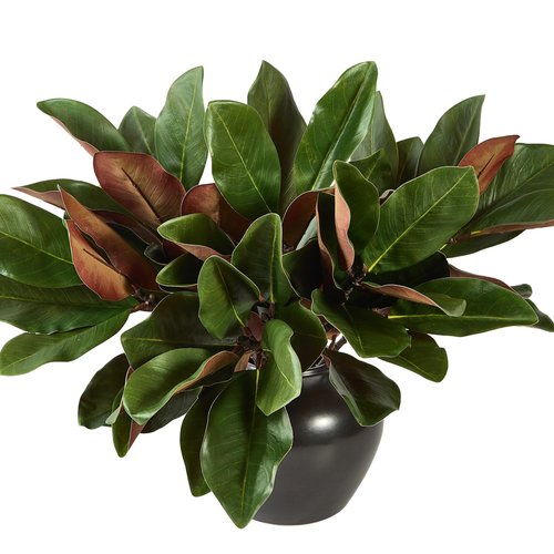 OBDXZHC 4 Pcs Magnolia Artificial Leaves Branches 22 Inch 3D Real Touch Faux Magnolia Stems Fake Magnolia Twigs for Indoor Outdoor Vase Filling Home Wedding Floral Arrangement Decoration