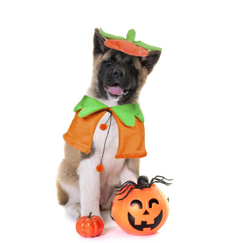 Pet Halloween Costume Pumpkin Cloak & Hat Set - Adjustable for Cats & Kittens - S (Neck 12-17 In)
