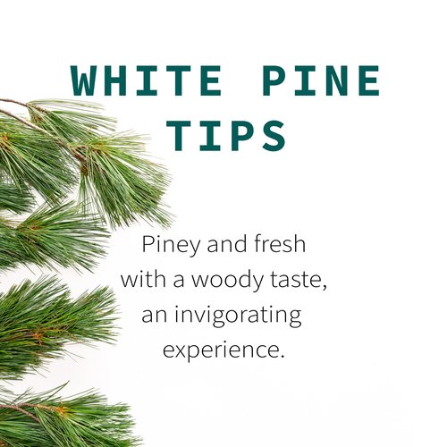 White Pine Needle Tea, Wild-Harvested in Wisconsin | 6.0 oz | 85 Servings | Loose Leaf | Herbal Tea & Medicinal Herbs | Regenerative Farming | Single Source | Pinus strobus