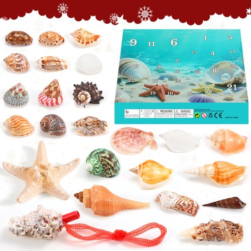 Advent Calendar 2025 for Kids - 24 Days Christmas Countdown Calendar with Seashells, Starfish and Conchs - Educational Toy Marine Science Gift Set for Children Girls Boys