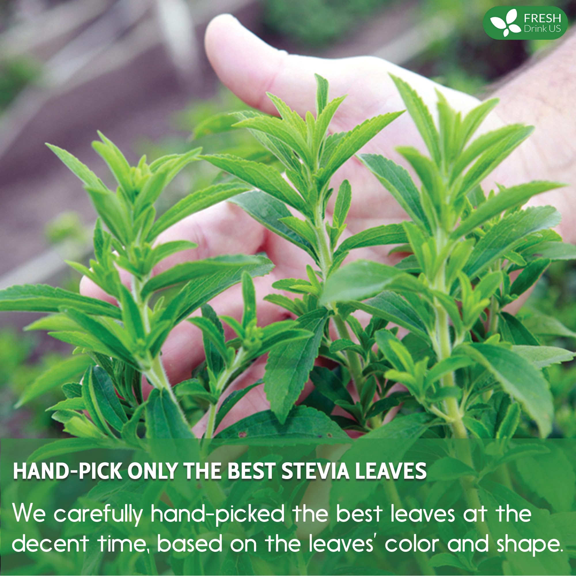 FreshDrinkUS, Premium 2.1oz Natural Stevia Leaves, 100% Pure Stevia Dried Leaves, Zero Calorie Sweetener, No Additives, No Caffeine, Vegan