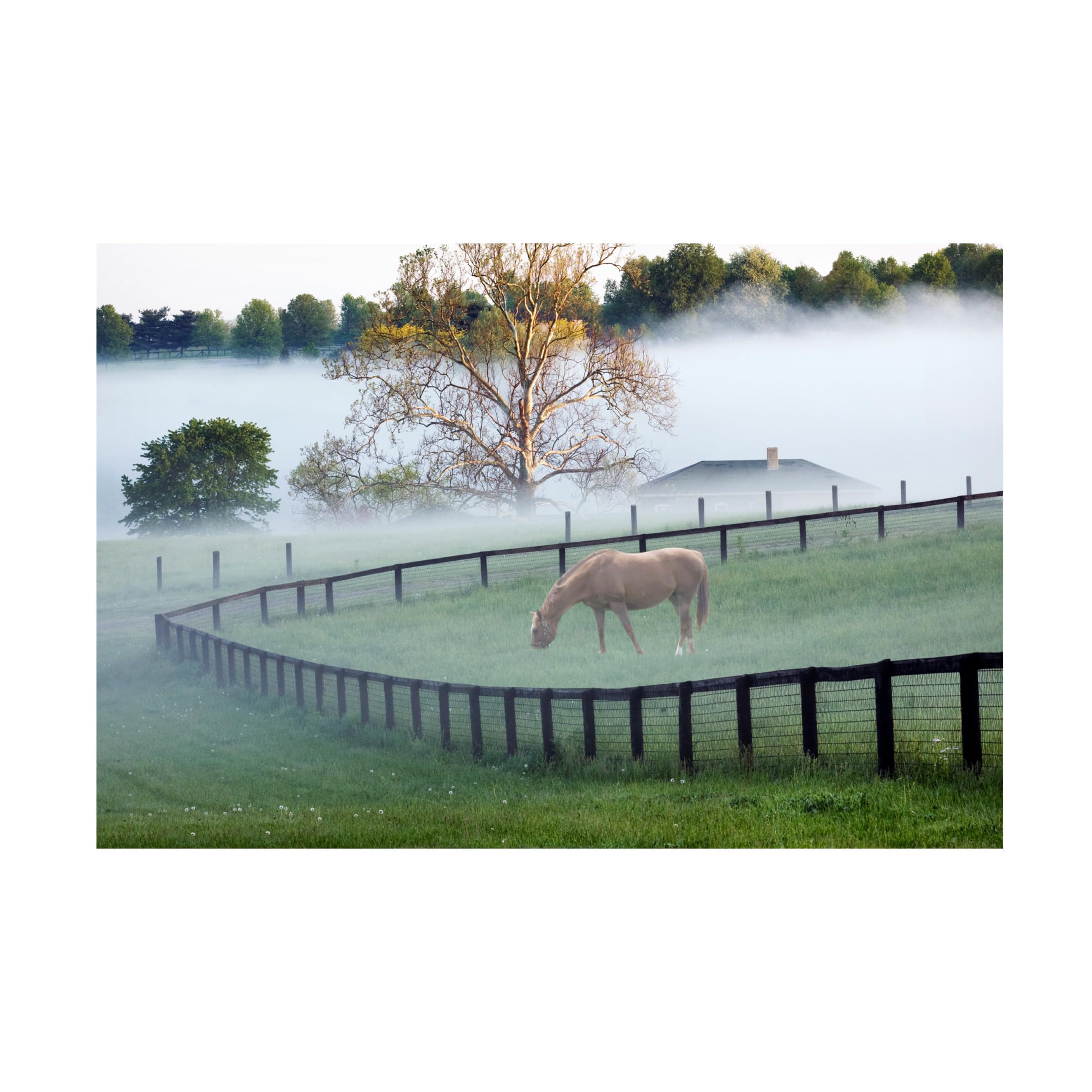 Wrapped Canvas Wall Art - Monte Nagler 'Horses in The Mist Kentucky' Wall Art for Living Room, Bedroom, or Office Décor - 22x32