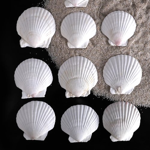 30 PCS 3 Inch Natural White Scallop Shells Sea Shells for DIY Craft Home Décor