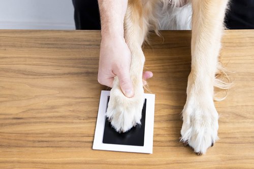 Pearhead 4-Pack Clean-Touch Ink Pad Kit, Mess-Free Inkless Hand and Footprint Kit, Baby Foot Printing Kit, Cat and Dog Paw Print Kit, Suitable for Babies and Pets