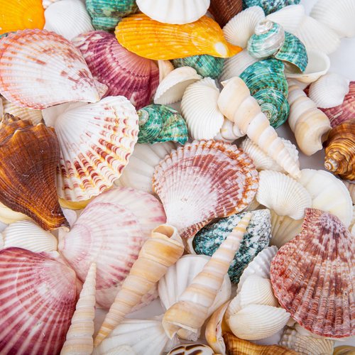 QEQEKAKA Sea Shells for Crafts - About 12 Kinds Beach Natural Mixed Seashells (0.4"-2") with Conch Shells | Fish Tank Decorations, Beach Party Supplies, Vase Fillers, Ocean Theme Home Wedding Decor