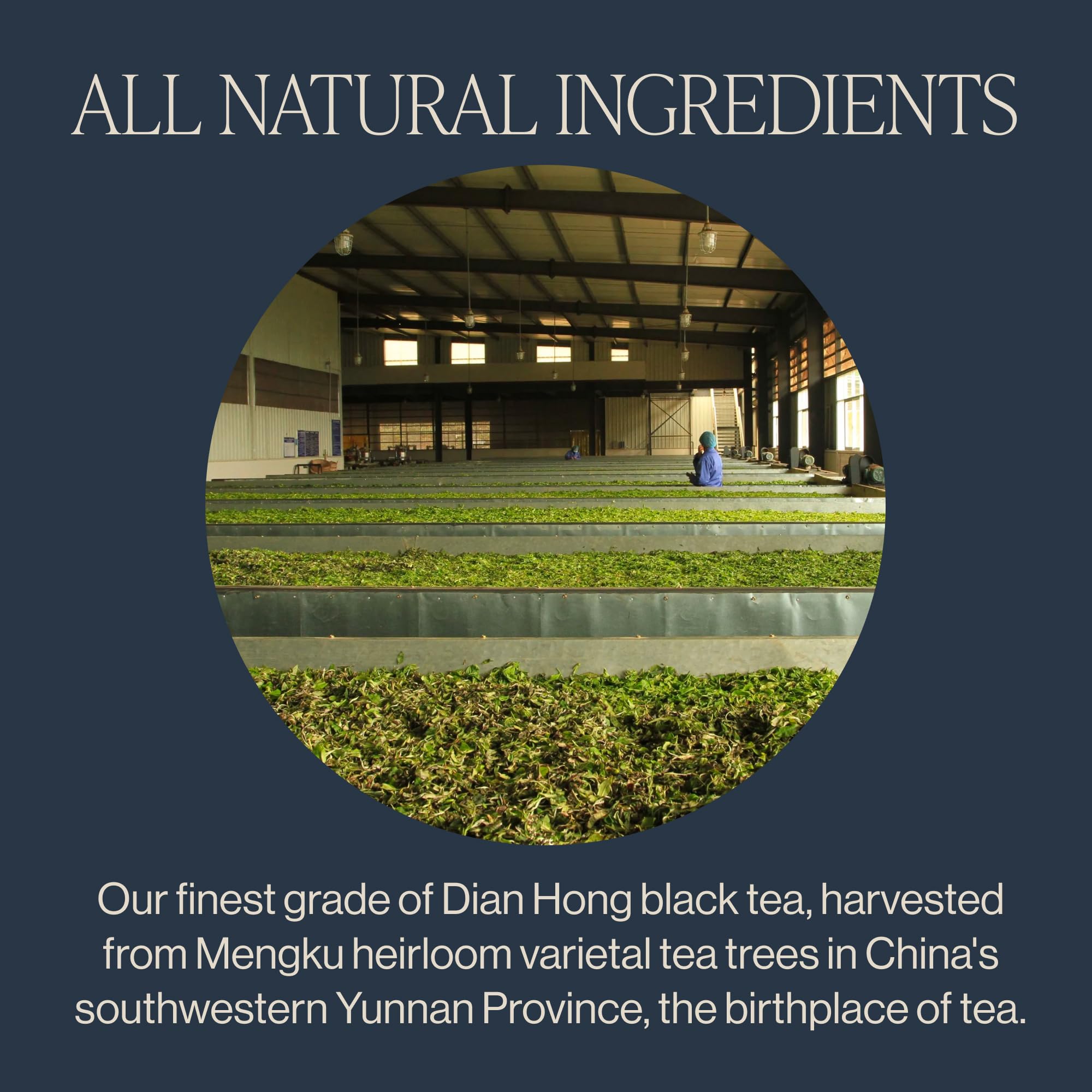 Rishi Tea Golden Yunnan Black Tea - Organic, Loose Leaf Tea, Smooth & Rich Ancient Chinese Tea, Energizing & Caffeinated - 4 Ounces, 14+ Servings