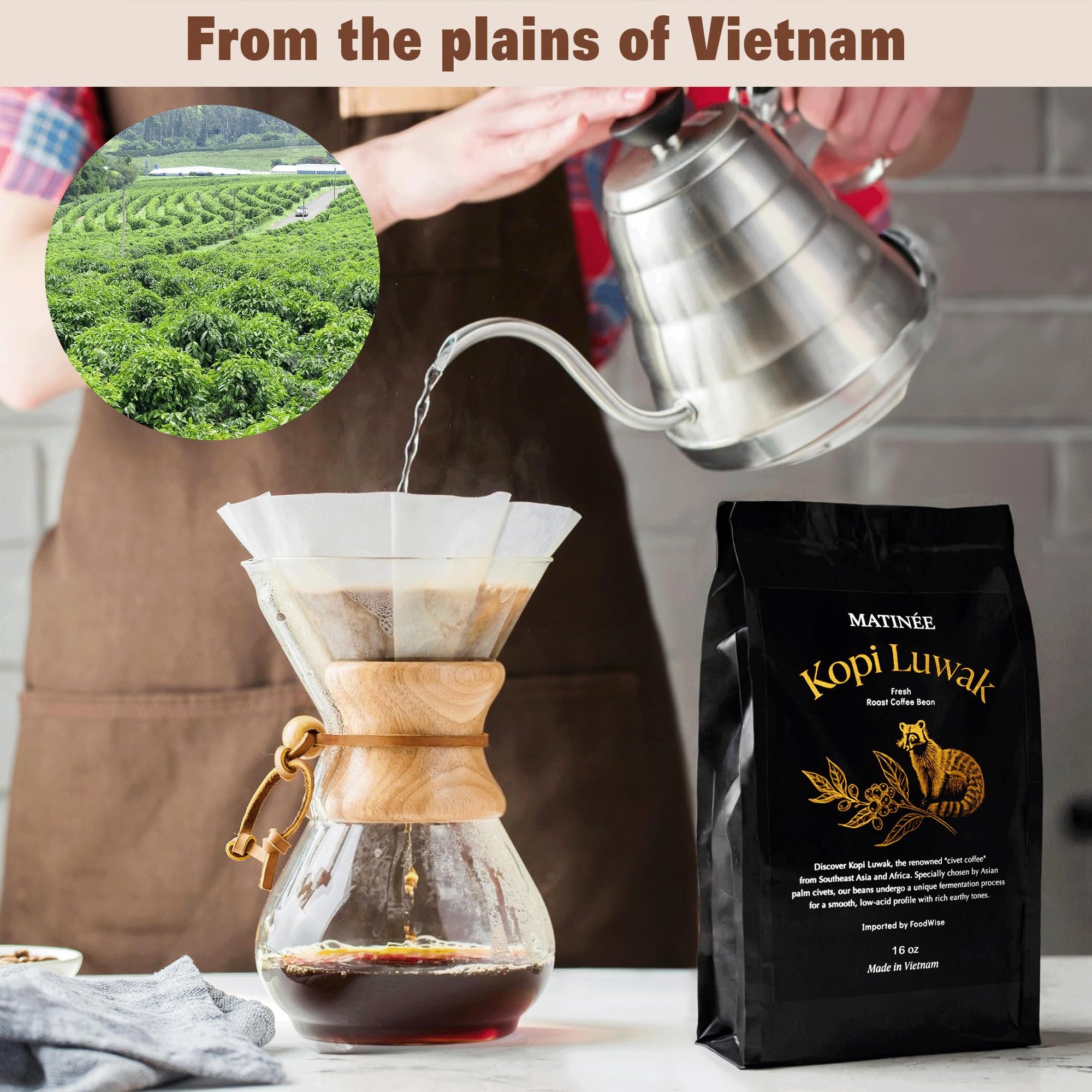MATINÉE Wild Kopi Luwak Coffee Beans, Medium Roast, Whole Bean Coffee, Sustainably Sourced From Vietnam, 16oz / 454 Grams
