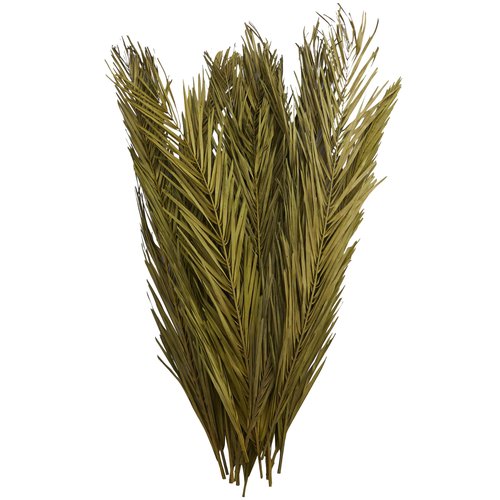 Deco 79 Dried Plant Palm Leaf Home Decor Natural Foliage Natural Dried Foliage with Feather Inspired Stems, Foliage for Decoration 4" x 1" x 43", Green