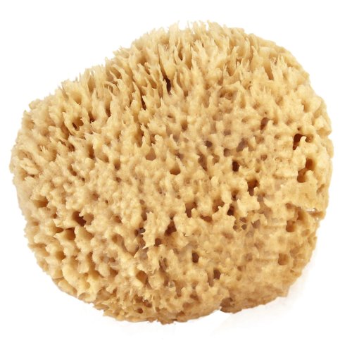 Sea Wool Sponge 5-6" (Large) by Bath & Shower Express ® Natural Renewable Resource, Esponja for Exfoliating and Washing Body