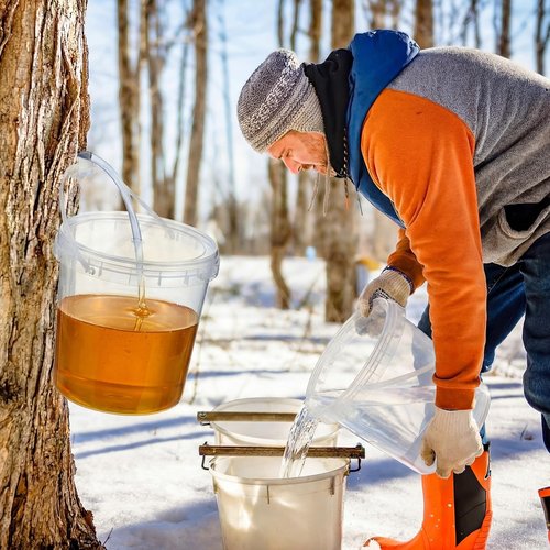 LOYIM 3 Sets Maple Syrup Tapping Kit Maple Sugar Starter Kit Included 3 Buckets with Lid, 3 Metal Maples Syrup Taps, 3 Maples Syrups Filters, 1 Syrups Tube 1 Cleaning Brush for Spiles (Clear)