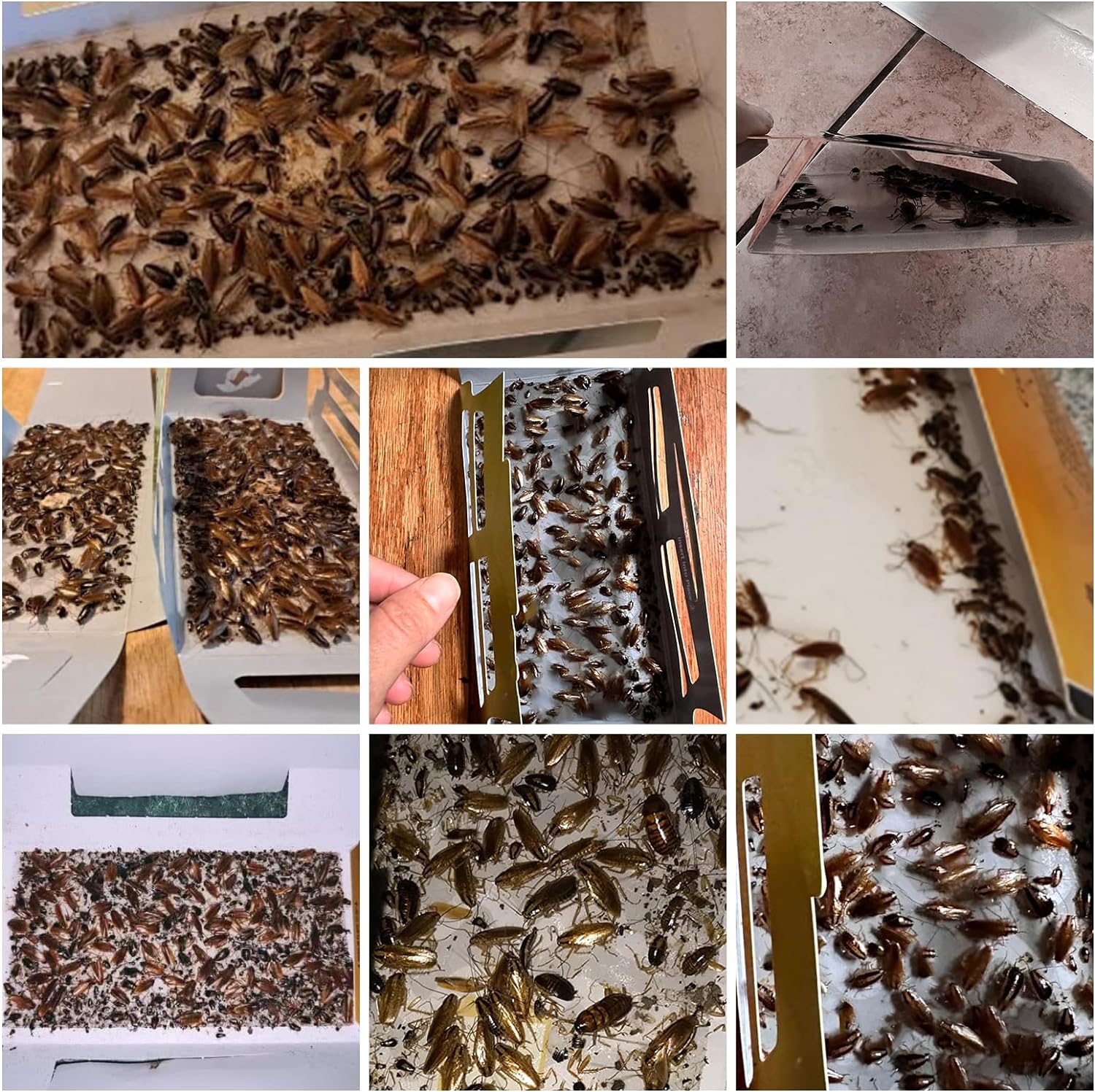 Skiennix Roach Traps - 20 Pack Indoor Cockroach Glue Traps | Safe for Kids & Pets